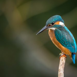 Observação de Aves no Gerês